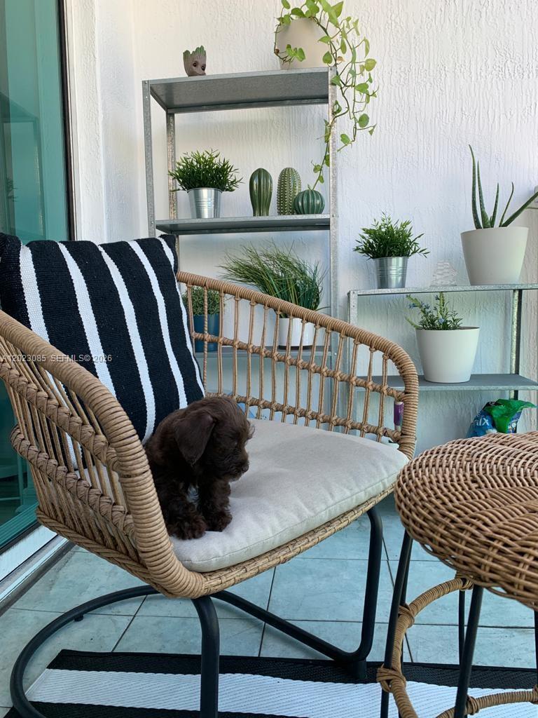 A small brown puppy sits on a wicker chair on a balcony with potted plants — 951 Brickell Ave # 1503, Miami FL 33131, MIAMI, FL