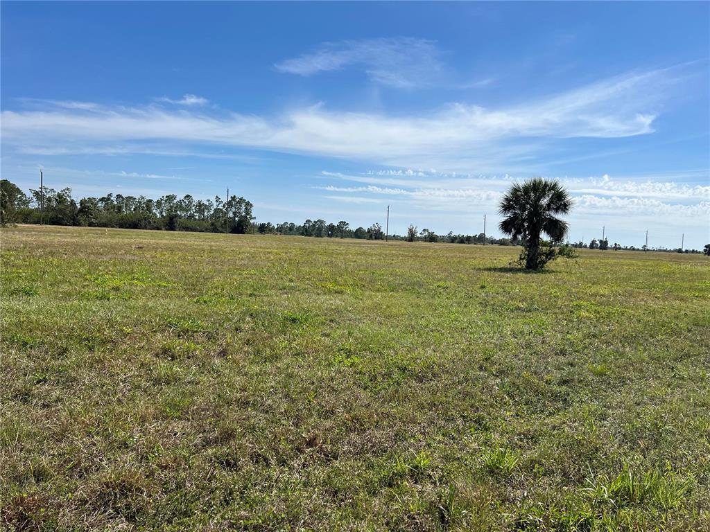 A wide, flat, grassy field under a blue sky with a single palm tree — 12376 GREENLING WAY, PLACIDA, FL