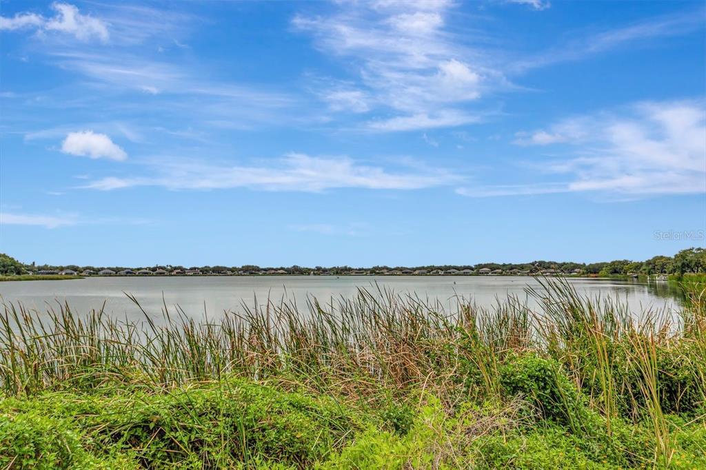 A view of a lake with tall grasses in the foreground and houses in the distance — 6818 WATERTON DRIVE, RIVERVIEW, FL