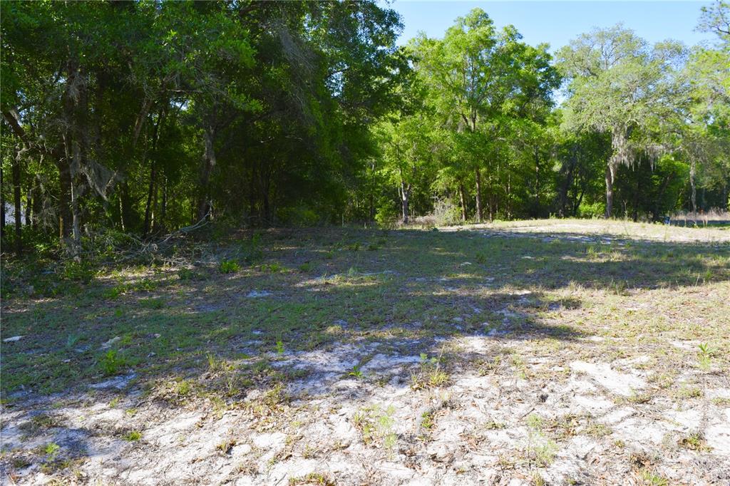 A flat, sandy, partially cleared lot is bordered by a dense forest of mature trees — TBD SW 34 STREET, OCALA, FL