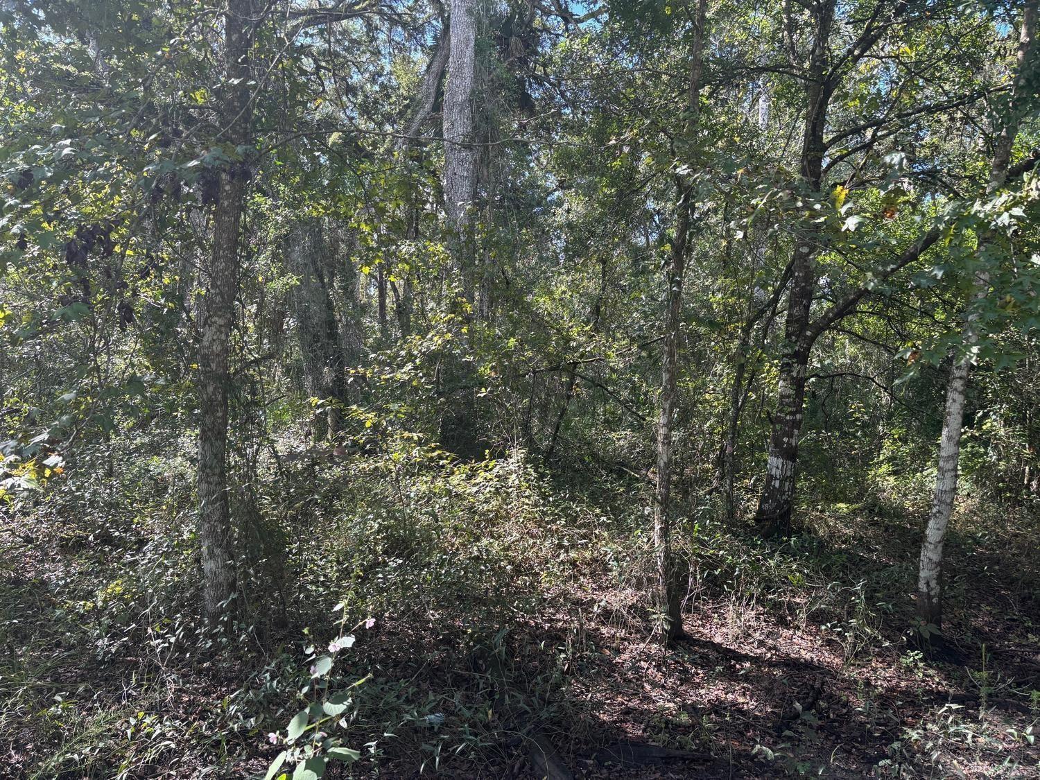 A dense, wooded forest area with various trees and undergrowth under a bright sky — 0 County Rd 54, FL 33849, FL