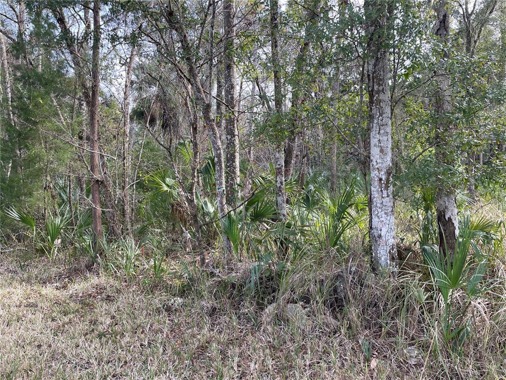 A wooded lot with dense trees and palmetto plants under a bright sky — 11106 W TOWNSEND LANE, HOMOSASSA, FL
