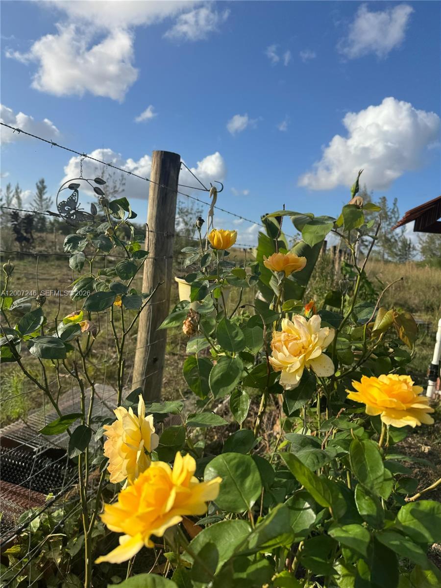Yellow roses bloom in a garden against a wire fence and a wooden post — 14370 SW 208 AVE, Miami FL 33196, MIAMI, FL