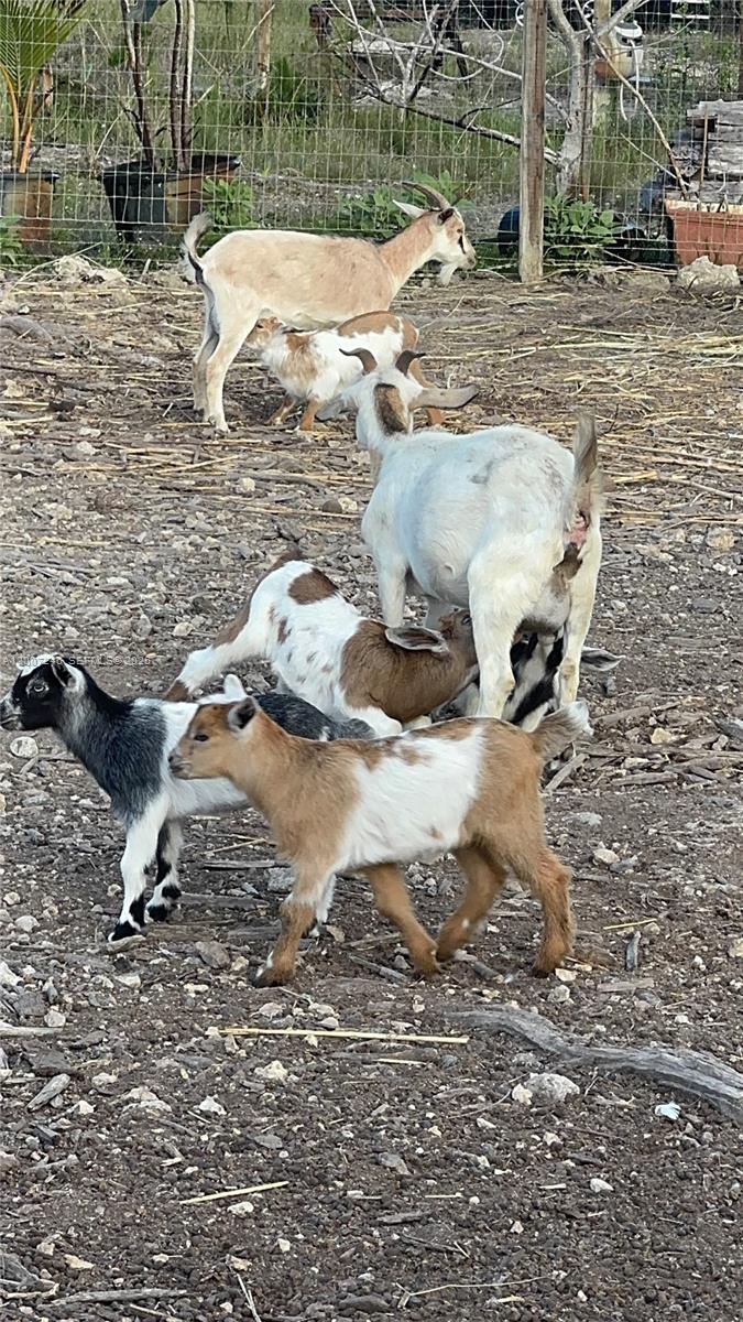 Several goats and kids stand on a dirt lot enclosed by a wire fence — 14370 SW 208 AVE, Miami FL 33196, MIAMI, FL