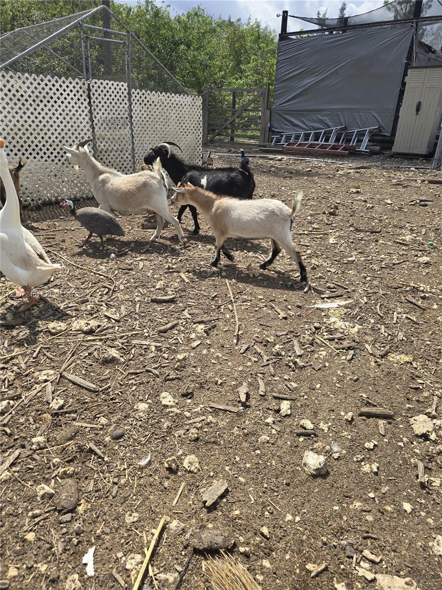 Several goats and a guinea fowl roam in a fenced outdoor enclosure — 14370 SW 208 AVE, Miami FL 33196, MIAMI, FL