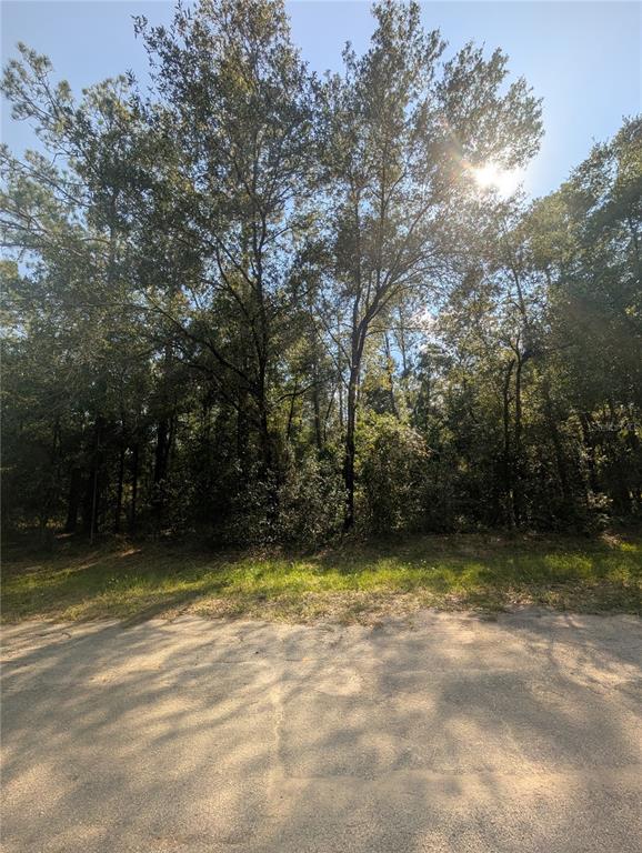 A wooded, undeveloped lot is viewed from an adjacent paved road under a sunny sky — 10484 N HOLCOMB DRIVE, CITRUS SPRINGS, FL