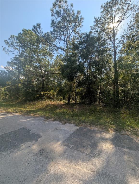 A view of a wooded, undeveloped lot from a paved road — 10484 N HOLCOMB DRIVE, CITRUS SPRINGS, FL
