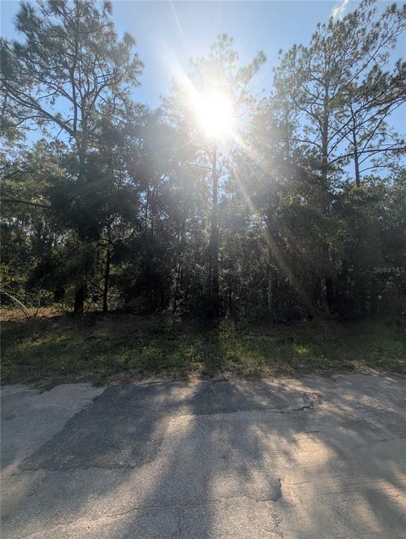 A view of a wooded, undeveloped lot from an adjacent paved road — 10484 N HOLCOMB DRIVE, CITRUS SPRINGS, FL