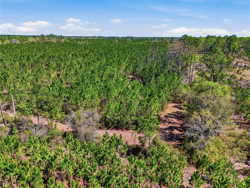 An aerial view shows a dense pine forest with a dirt path winding through the trees — TBD SE POUNDS HAMMOCK ROAD, LAKE CITY, FL