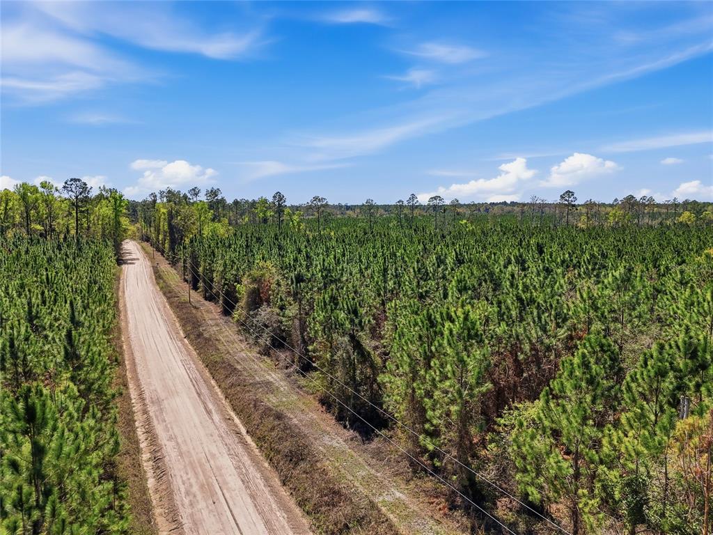 A dirt road runs alongside a dense forest of pine trees under a blue sky — TBD SE POUNDS HAMMOCK ROAD, LAKE CITY, FL