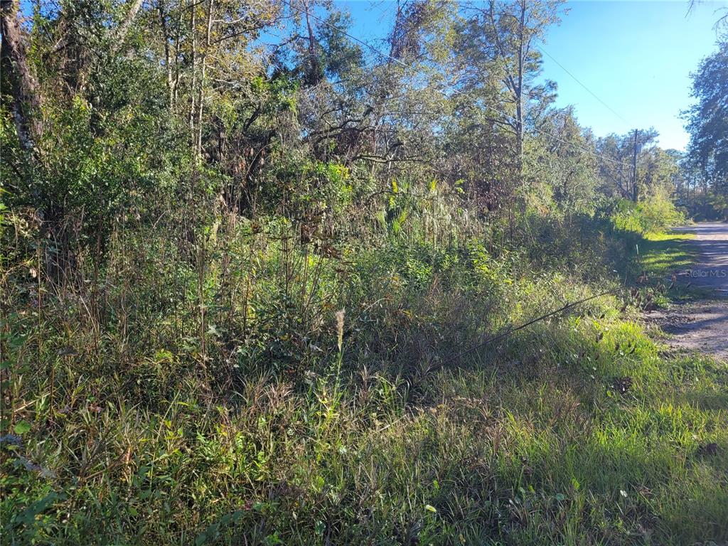 A densely wooded, overgrown vacant lot sits adjacent to a dirt road — MORENA STREET UNIT 5, NEW PORT RICHEY, FL