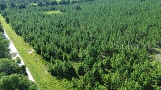 An aerial view shows a dense forest bordering a narrow, light-colored dirt road — SW CARPENTER ROAD W, LAKE CITY, FL