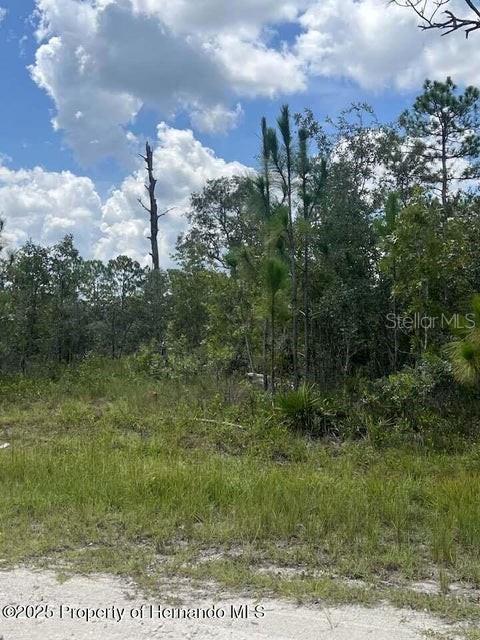 A dirt road leads to a wooded lot with tall pine trees under a cloudy sky — 0 0 YELLOW FROG AVENUE, WEEKI WACHEE, FL