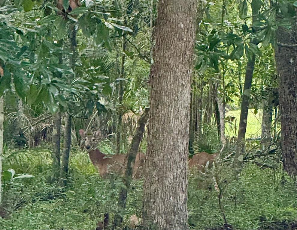 A paved road runs alongside a wooded, grassy lot with several tall trees — 11330 ROYAL DRIVE, BROOKSVILLE, FL
