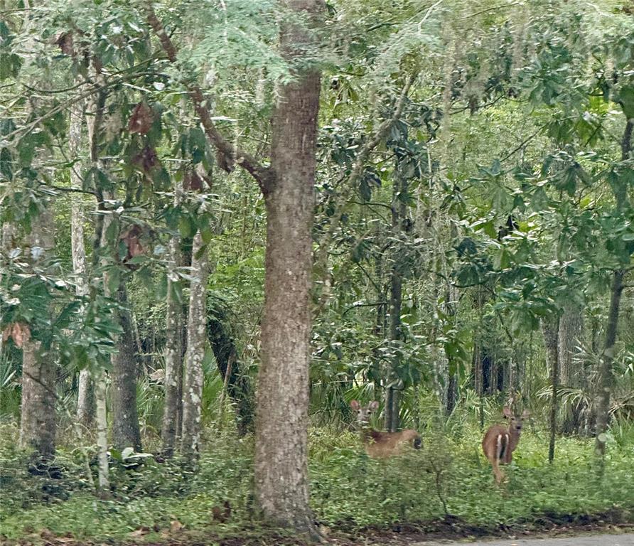 A paved road runs alongside a wooded lot with mature trees and green vegetation — 11330 ROYAL DRIVE, BROOKSVILLE, FL