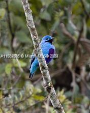 A bright blue bird with a black face patch perches on a thin tree branch — Sabanita, Puerto Pilon, Santa Rita Arriba, FL, FL