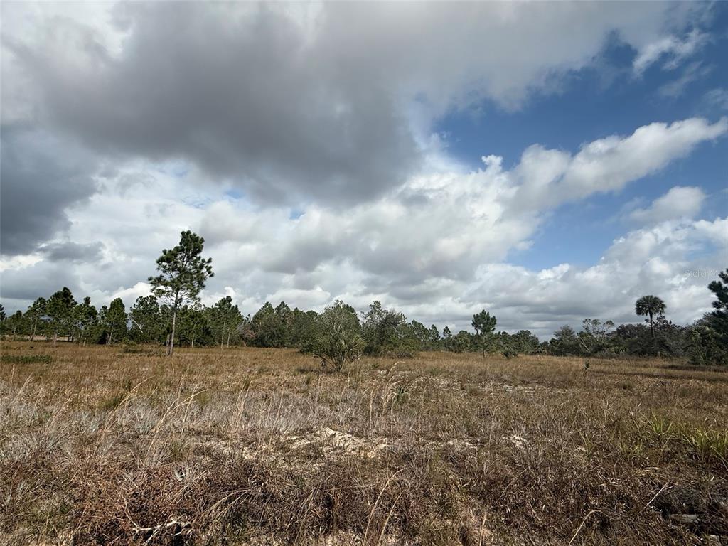 A wide, grassy field features scattered pine trees under a cloudy blue sky — 16375 NW 314TH STREET, OKEECHOBEE, FL