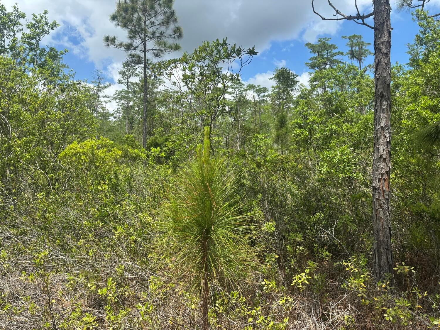 A young pine tree stands in the foreground of a dense, wooded forest area — 0 Holopaw Groves Road, FL 34772, FL