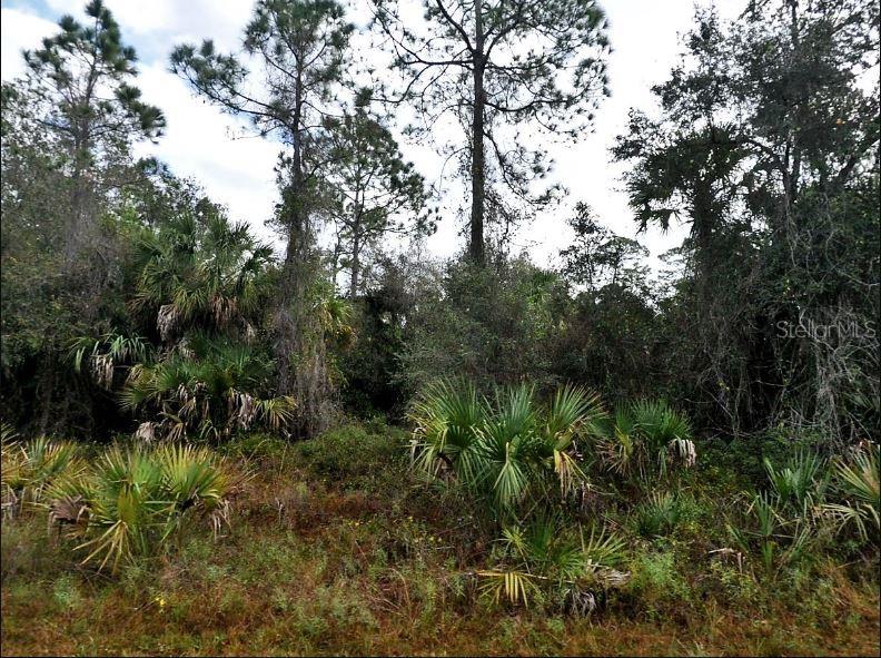 A wooded lot features tall pine trees and dense undergrowth with various palm plants — IRONSIDE STREET, NORTH PORT, FL