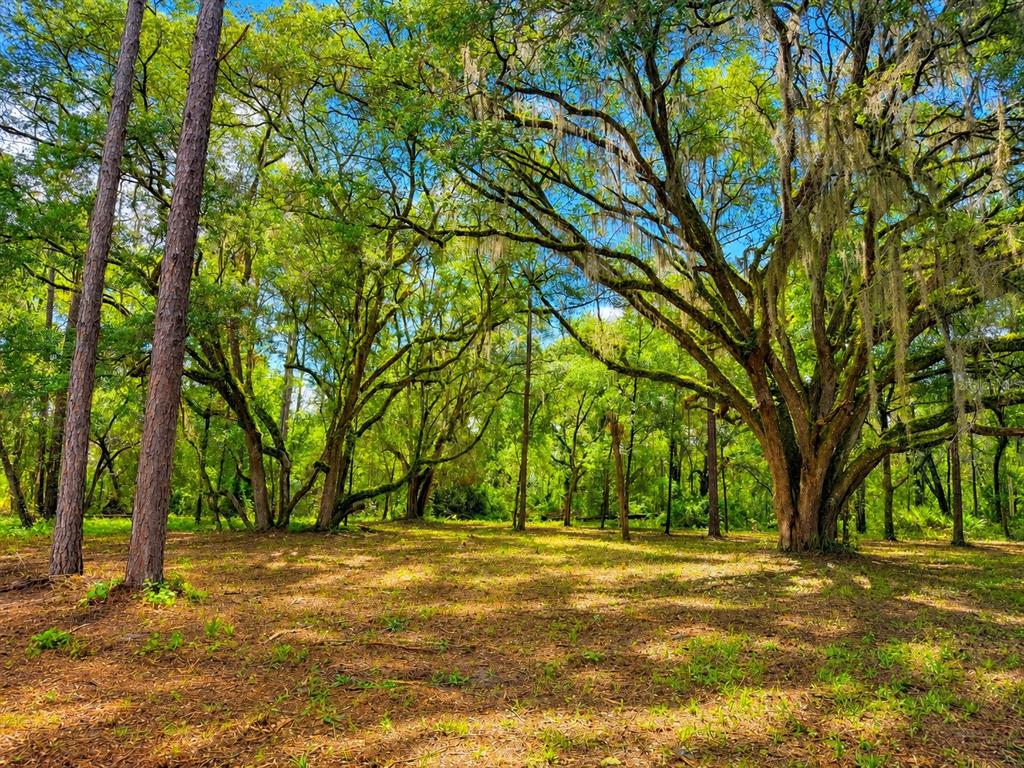 A wooded lot features large oak trees with Spanish moss and pine trees — 11ac NE HWY 315, FORT MC COY, FL