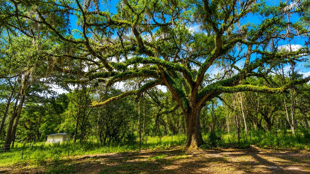 A large, moss-draped oak tree stands in a grassy field near a small shed — 11ac NE HWY 315, FORT MC COY, FL