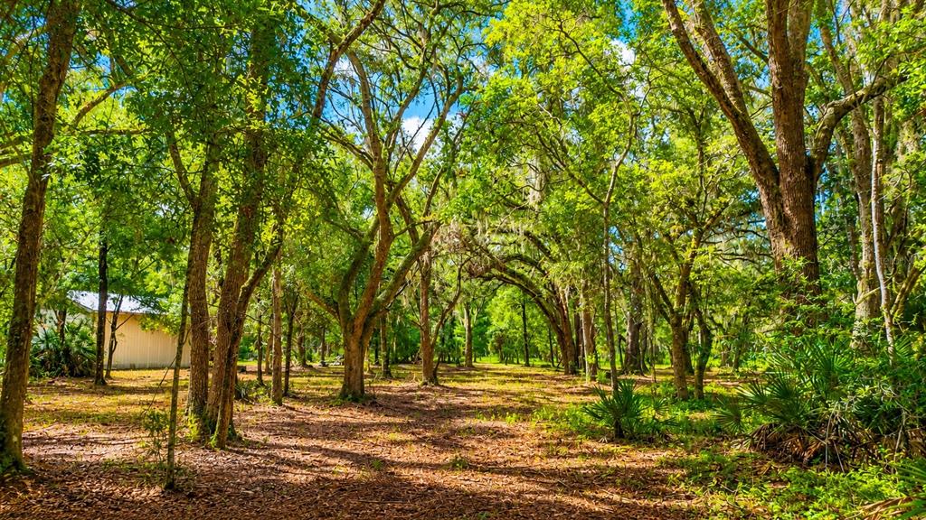 A wooded lot with mature trees and a small building visible on the left — 11ac NE HWY 315, FORT MC COY, FL