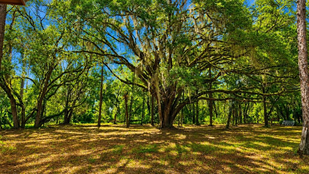 A large, moss-draped oak tree stands in a sunlit, grassy clearing surrounded by woods — 11ac NE HWY 315, FORT MC COY, FL