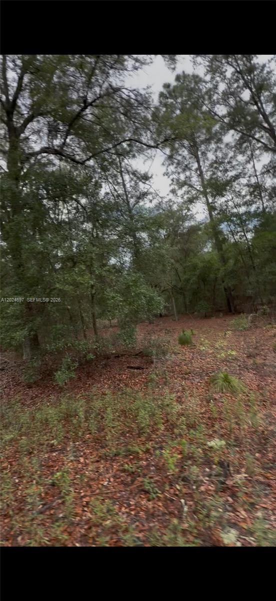 A wooded lot with scattered trees and a ground covered in fallen leaves — 1699 SW 153 Ct, Ocala FL 34481, OCALA, FL
