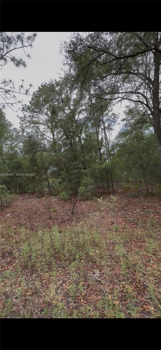 A wooded lot with dense trees and ground covered in fallen leaves and sparse vegetation — 1699 SW 153 Ct, Ocala FL 34481, OCALA, FL