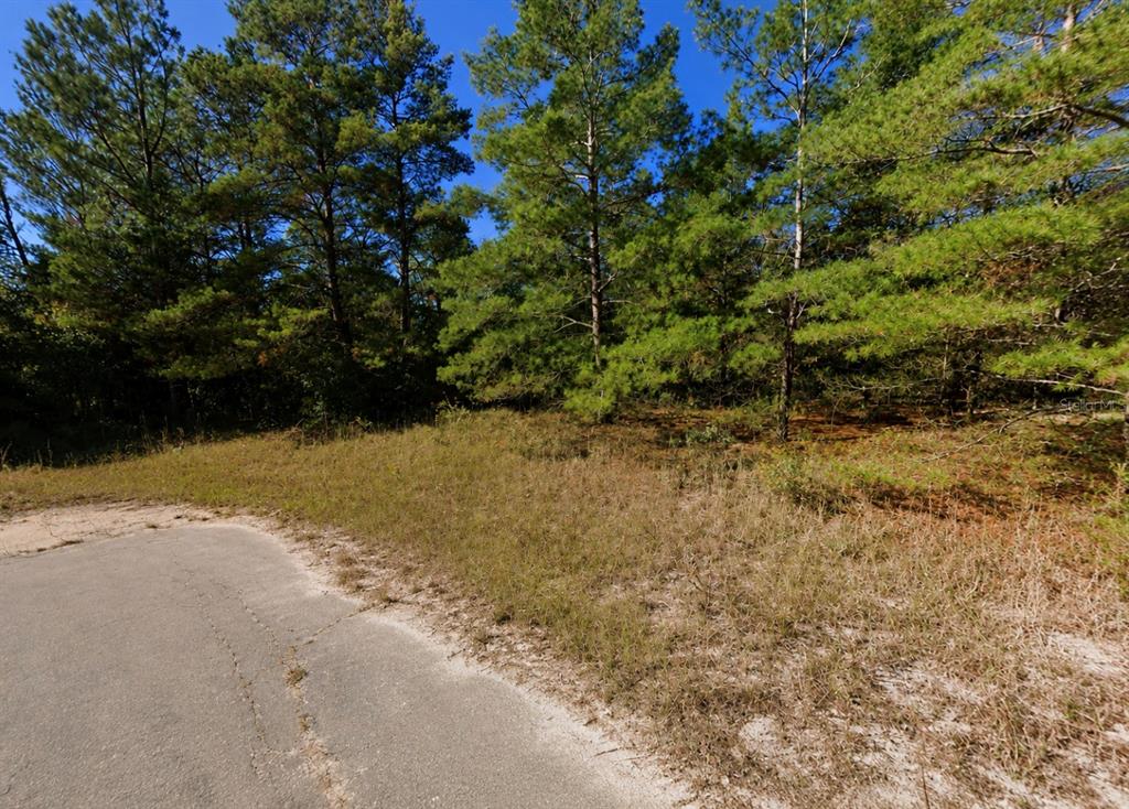 A paved road curves alongside a wooded lot with tall pine trees and dry grass — ORTEGA COURT, CHIPLEY, FL