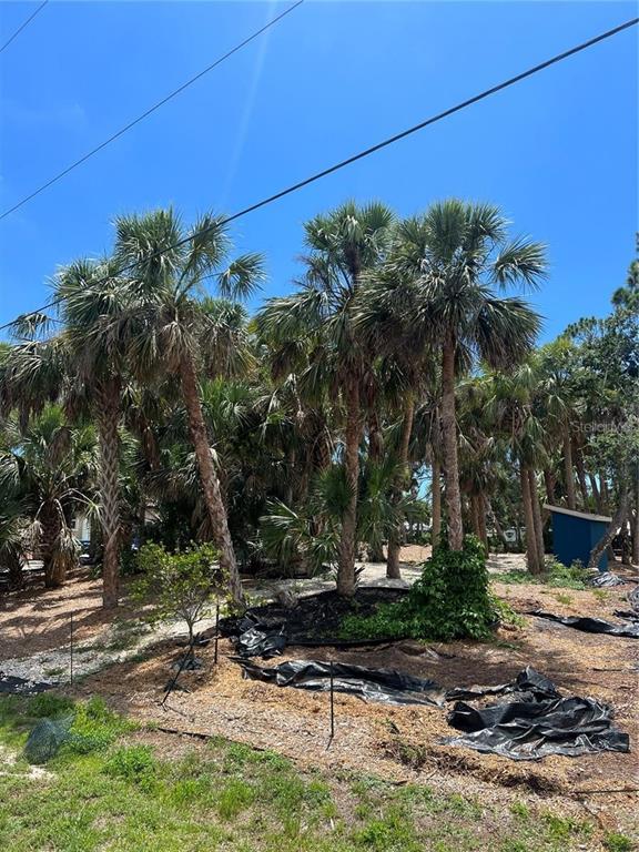 A cluster of tall palm trees stands in a yard with black landscape fabric — 141 HOFFER STREET, PORT CHARLOTTE, FL