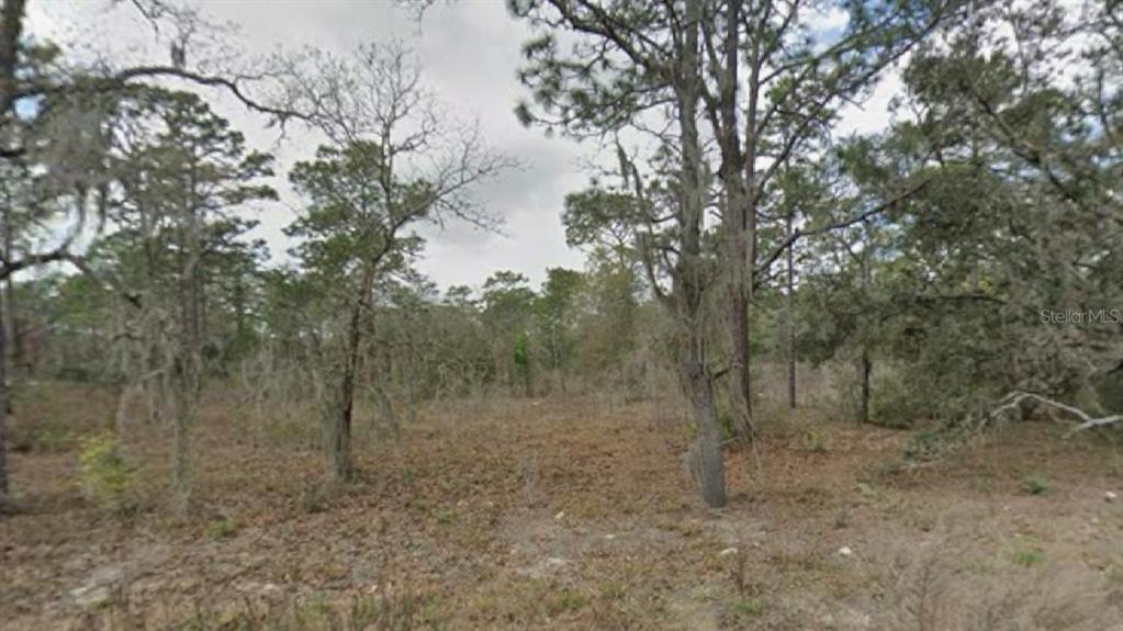 A wooded, undeveloped lot features scattered pine trees and dry ground cover — SW 130TH AVENUE, DUNNELLON, FL