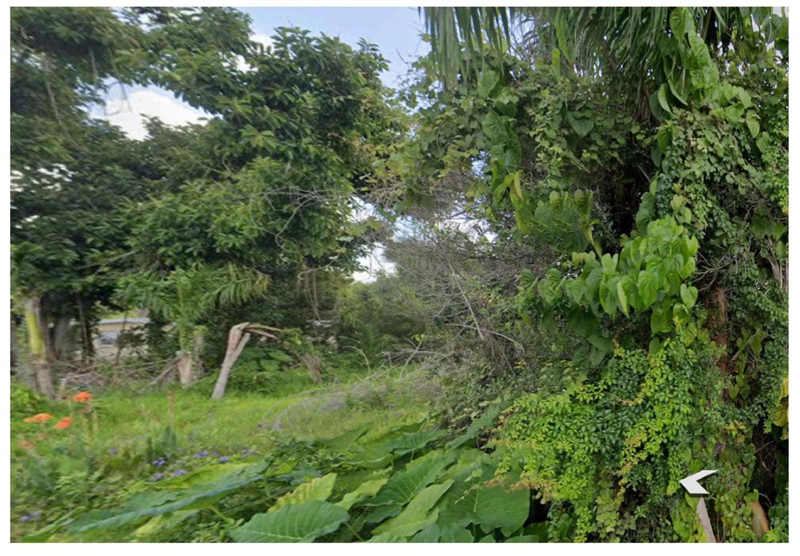A view of a densely vegetated, overgrown lot with trees and various tropical plants — 1116 7th Way, FL 33903, FL