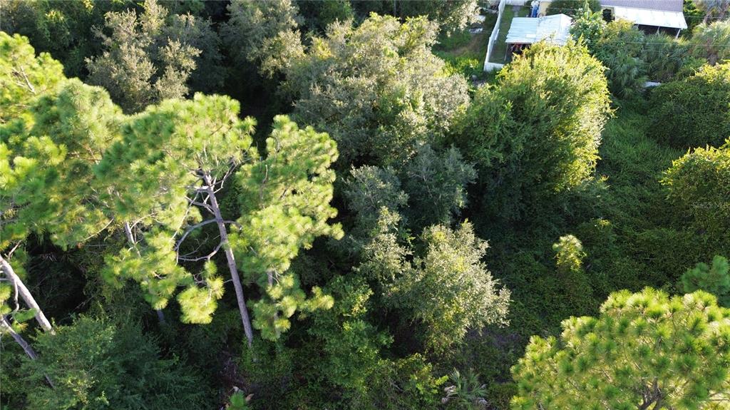An aerial view shows a densely wooded lot with several tall pine trees and thick vegetation — KINGSMAN AVENUE, NORTH PORT, FL