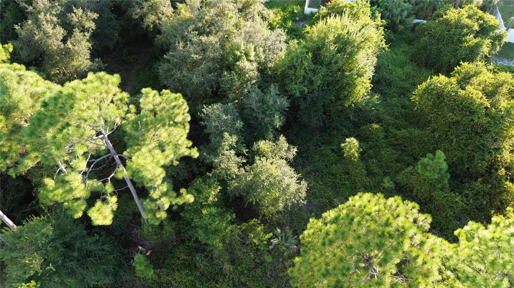 An aerial view shows a densely wooded lot with various trees and thick green vegetation — KINGSMAN AVENUE, NORTH PORT, FL