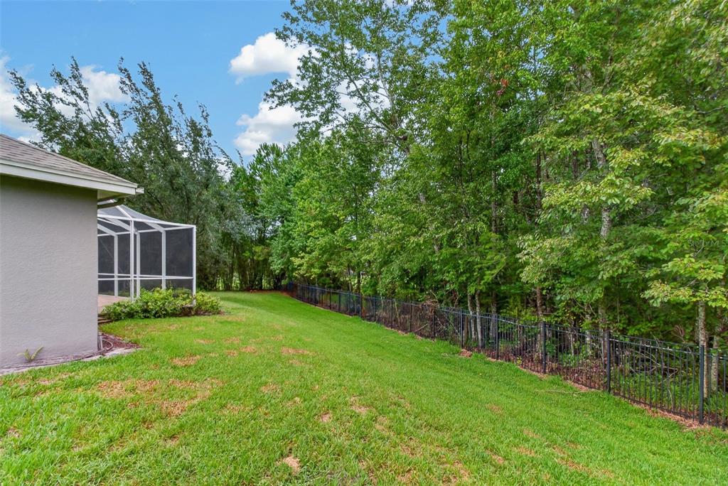 A grassy backyard features a black metal fence bordering a line of tall green trees — 11156 MERGANSER WAY, NEW PORT RICHEY, FL