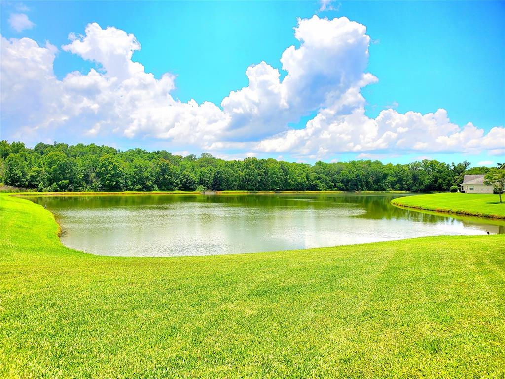 A grassy lawn slopes down to a pond bordered by a dense line of trees — 25644 FRITH STREET, LAND O LAKES, FL