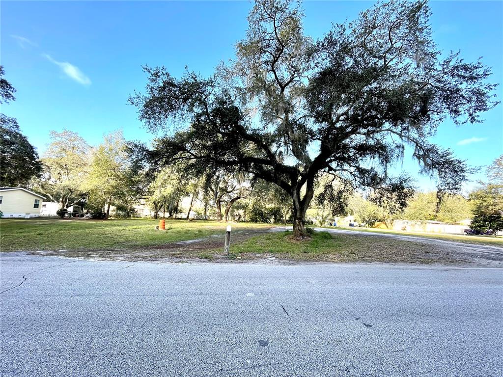 A large oak tree stands on a grassy vacant lot next to a paved road — 14820 N 15TH STREET, LUTZ, FL