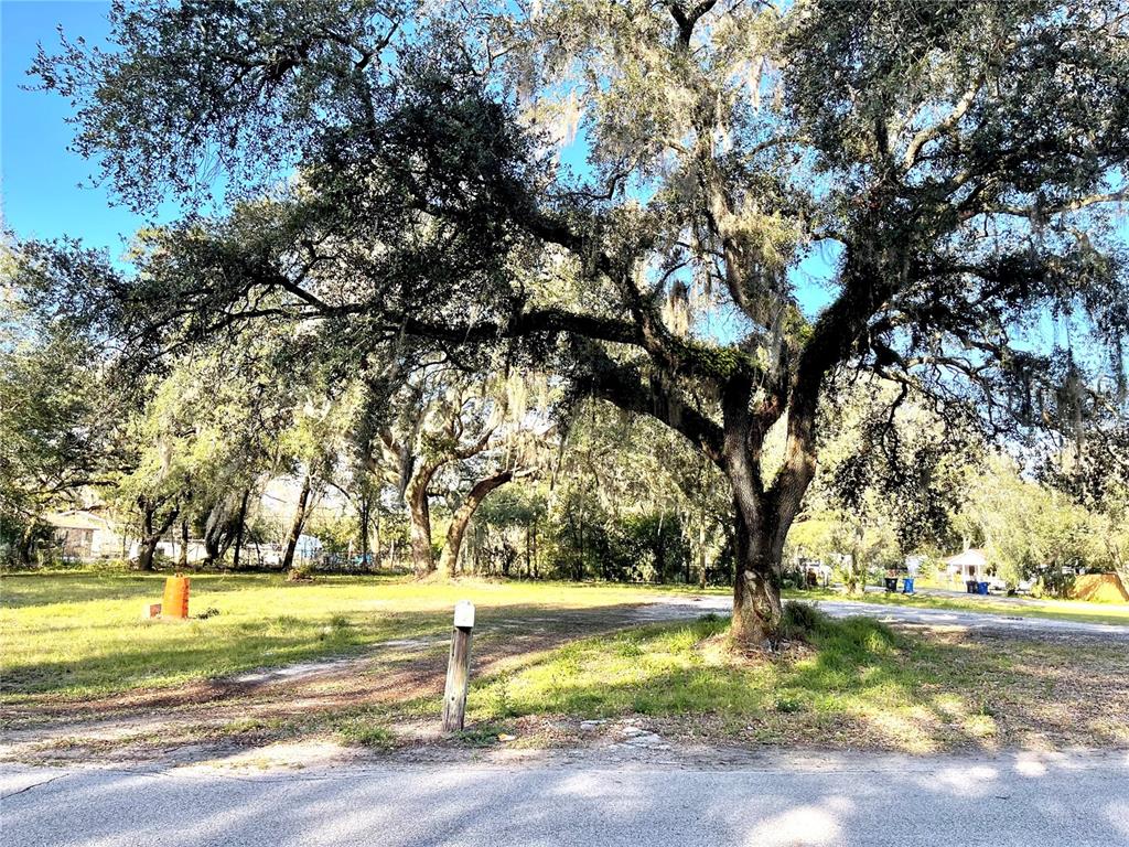 A large, moss-draped oak tree stands on a grassy, undeveloped residential lot — 14820 N 15TH STREET, LUTZ, FL