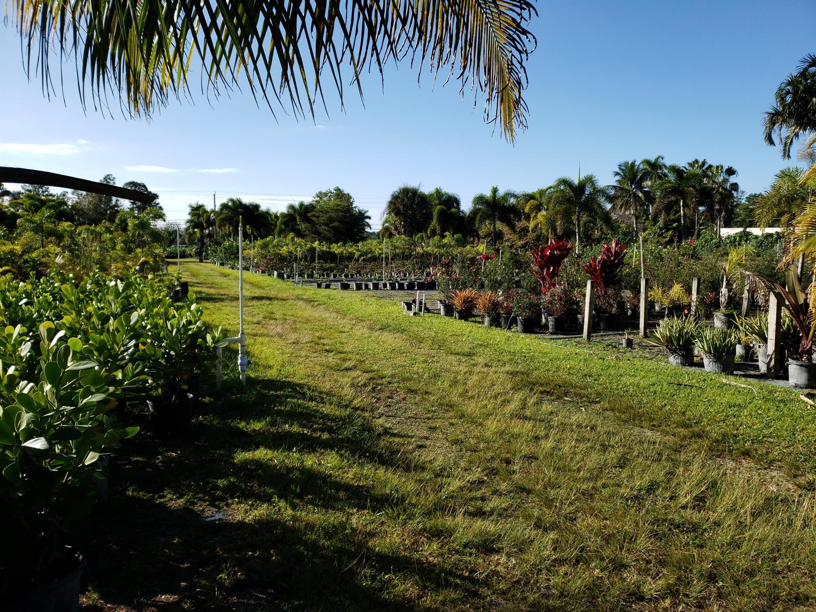 A nursery features rows of potted plants and trees on a grassy field under blue skies — 14375 Okeechobee Boulevard, FL 33470, FL