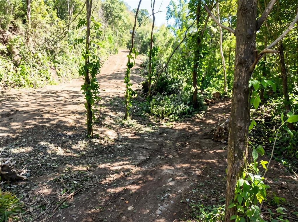 A dirt path leads up a wooded hill through a cleared area of forest — AVE ORQUIDEA URB VALENCIA, BAYAMON, PR