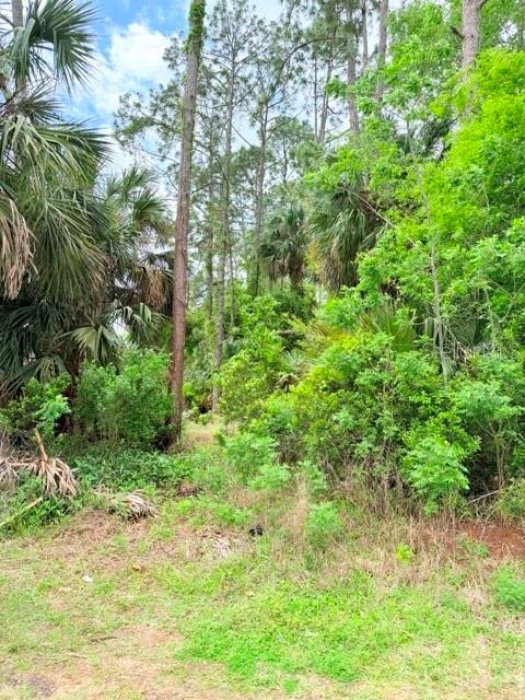 A view of a wooded lot with tall pine trees and dense undergrowth — 39 BRADDOCK LANE, PALM COAST, FL