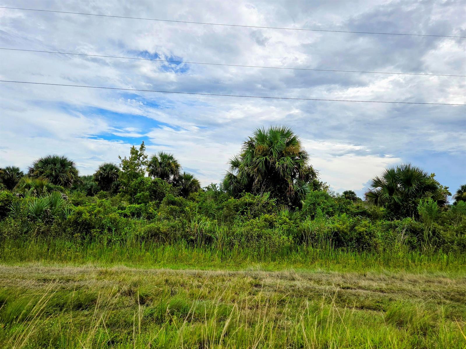 A grassy field leads to a dense thicket of green shrubs and several palm trees — 21018 NW 278th Street, Okeechobee FL 34972, OKEECHOBEE, FL