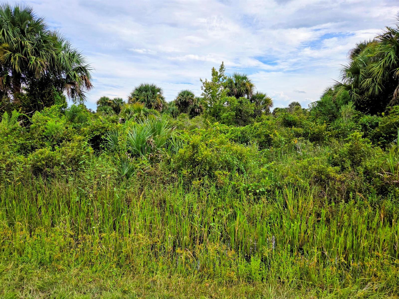 A view of a grassy wetland area with dense shrubs and palm trees under a sky — 21018 NW 278th Street, Okeechobee FL 34972, OKEECHOBEE, FL