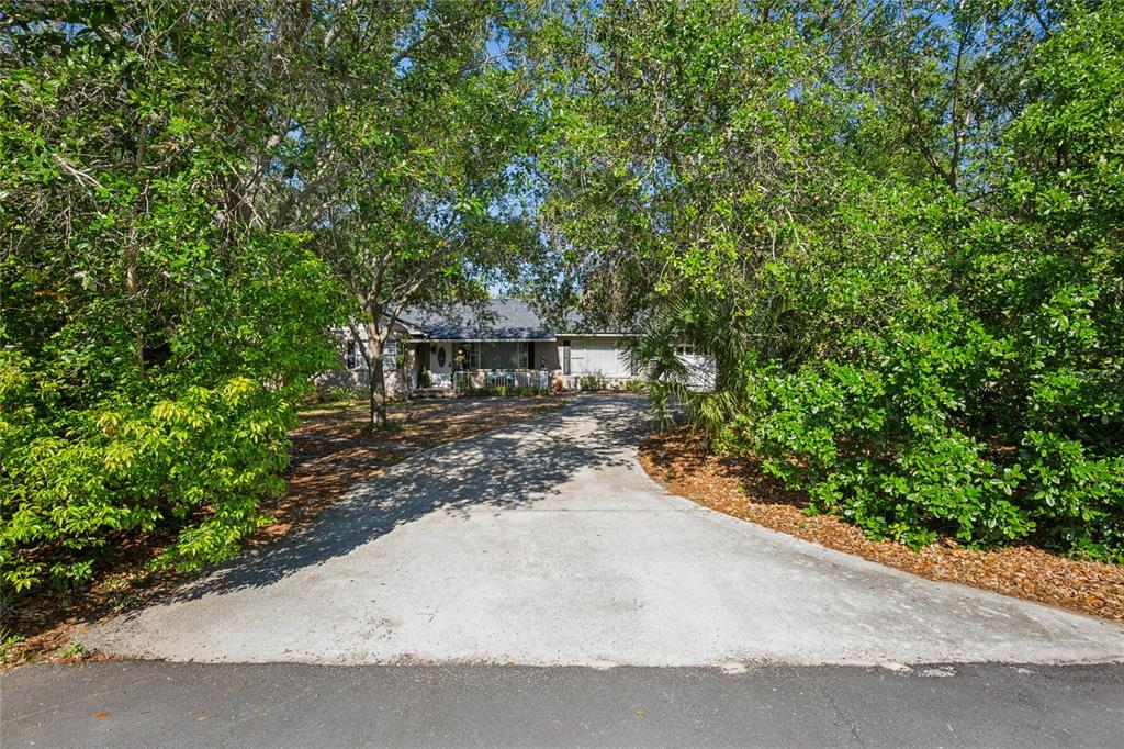 A concrete driveway leads to a single-story house partially obscured by dense trees and foliage — 804 WOODRUFF AVENUE, CLEARWATER, FL