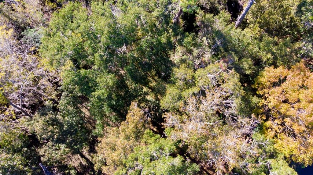 An aerial view shows a dense forest canopy with a mix of green and autumn foliage — 1723 NW 14TH AVENUE, GAINESVILLE, FL