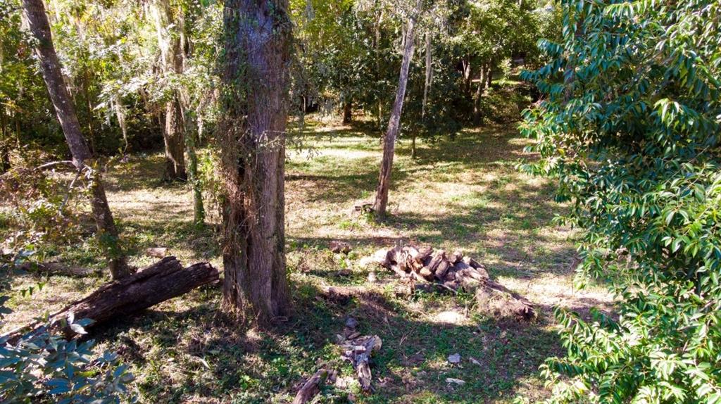 A wooded lot features several large trees, scattered logs, and patches of grass and shade — 1723 NW 14TH AVENUE, GAINESVILLE, FL