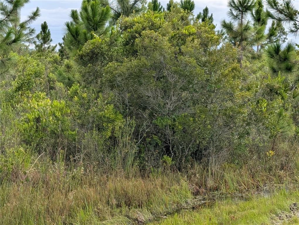 A dense thicket of green shrubs and pine trees grows in a grassy, natural landscape — 213 BELMONTE DRIVE, INDIAN LAKE ESTATES, FL