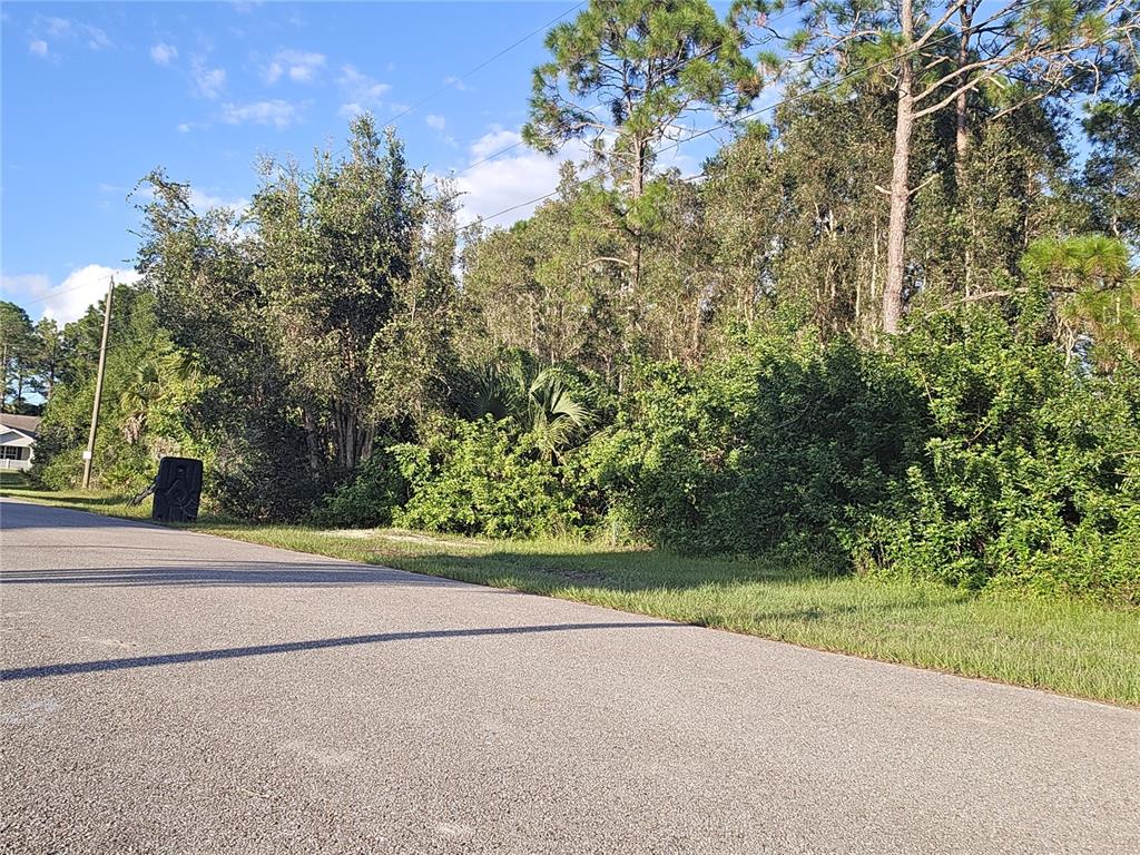 A paved road runs alongside a vacant, heavily wooded lot with dense green vegetation — 6012 SARA AVENUE N, LEHIGH ACRES, FL