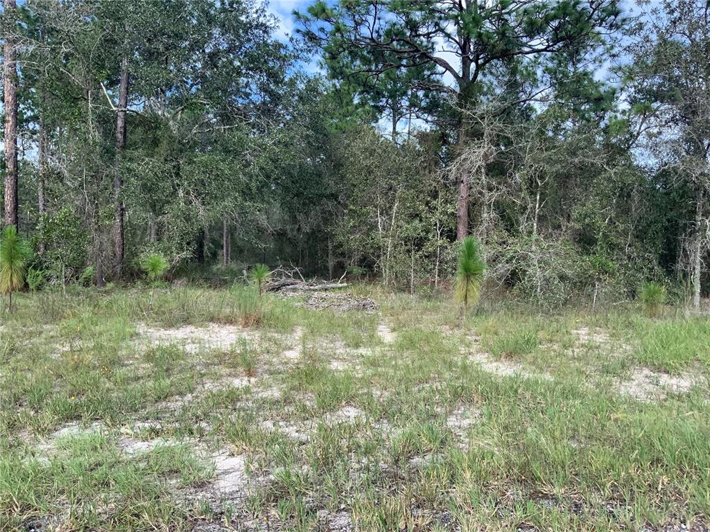 A grassy, sandy lot with scattered small pine trees and dense woods in the background — 00 SE 139TH LOT 23 TERRACE, MORRISTON, FL